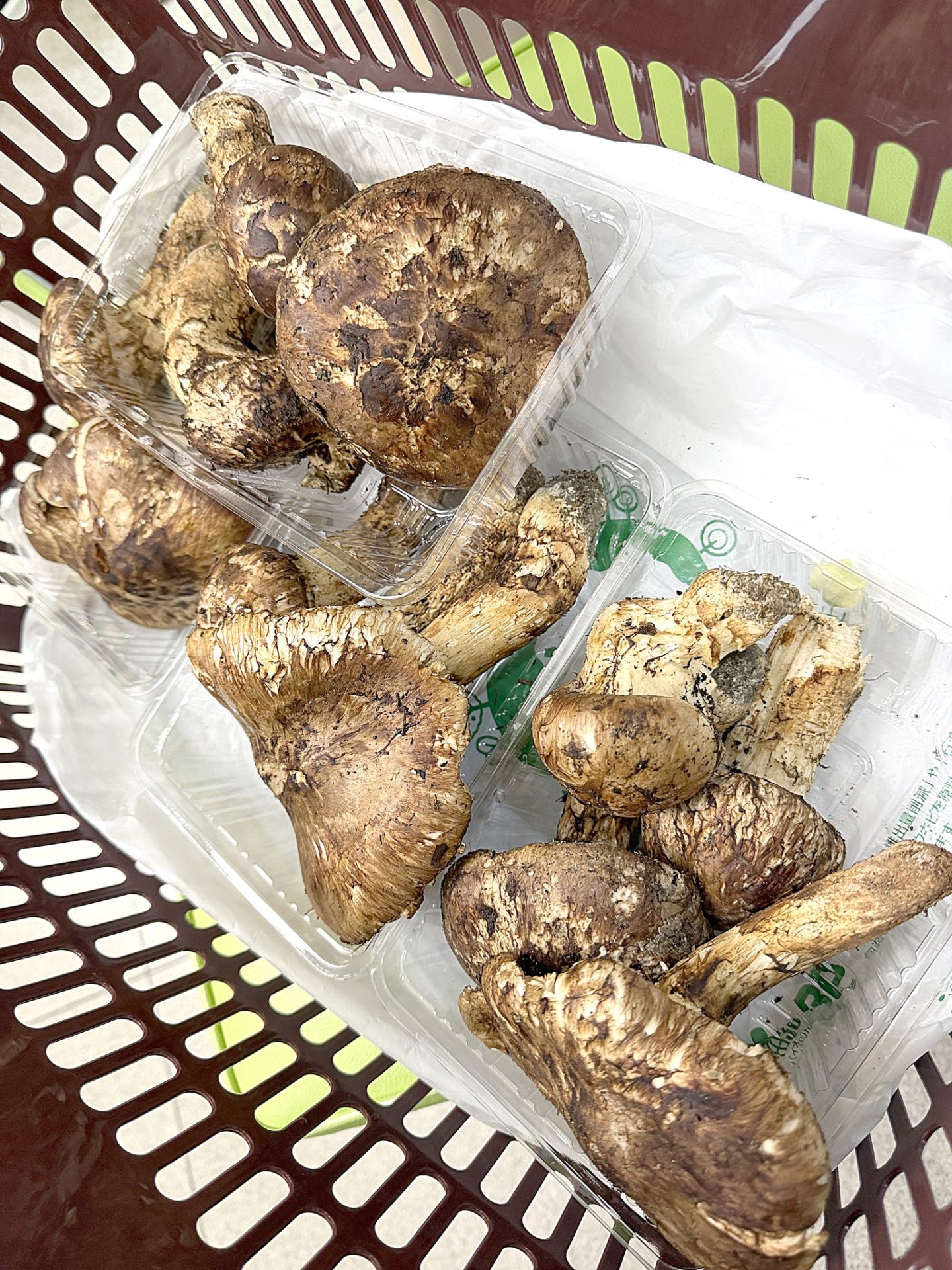 マツタケもらった！